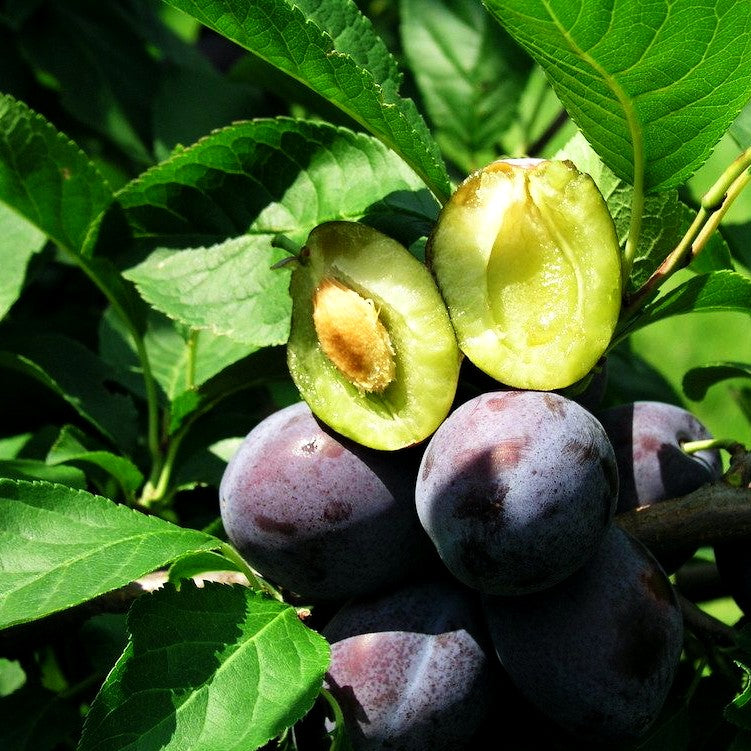 Zwetsche 'Katinka' (Prunus dom.)