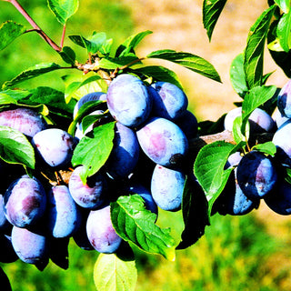 Zwetsche 'Presenta' (Prunus dom.)