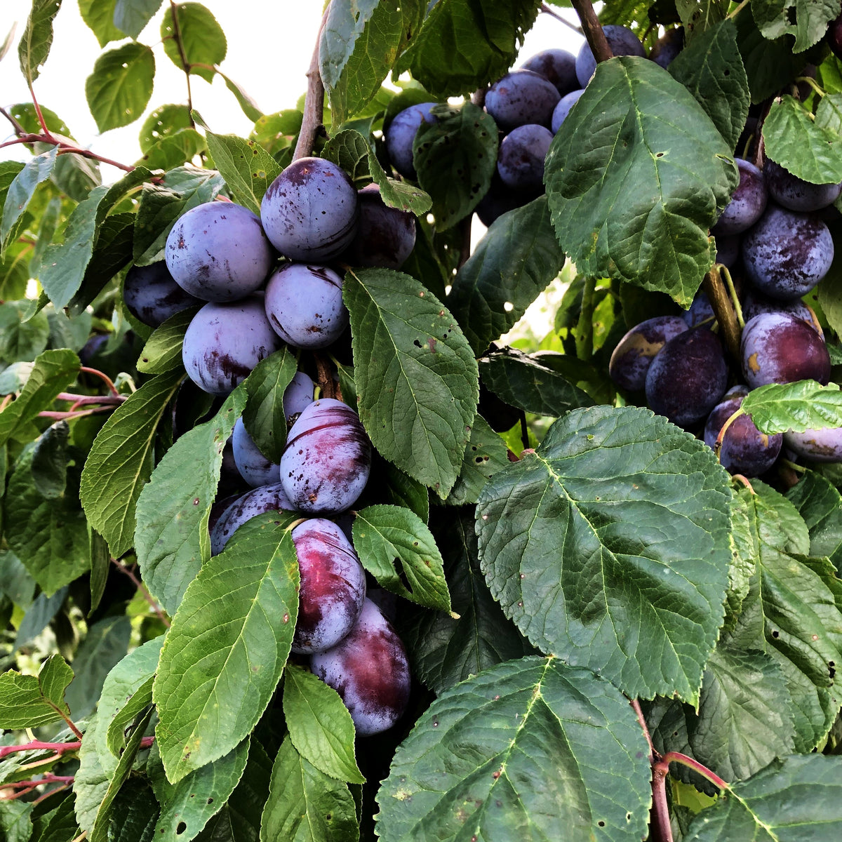 Zwetsche 'Presenta' (Prunus dom.)