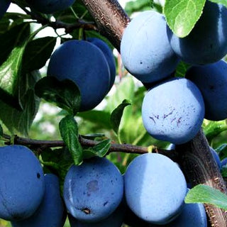Zwetsche 'Topfive' (Prunus dom.)