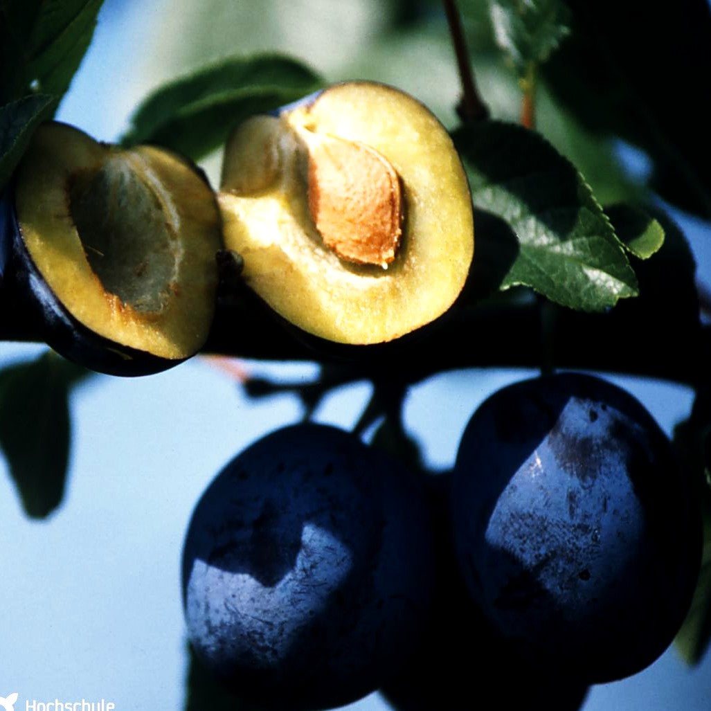 Zwetsche 'Topfive' (Prunus dom.)