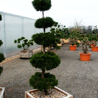 Zypressen-Wacholder 'Canaertii' (Juniperus virginiana)