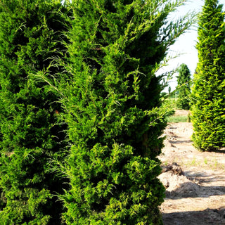 Zypressen-Wacholder 'Canaertii' (Juniperus virginiana)