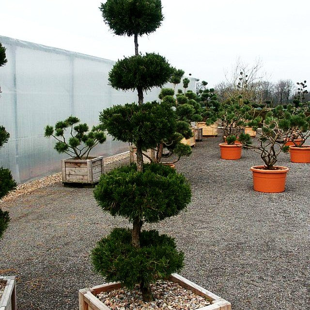 Zypressen-Wacholder 'Canaertii' (Juniperus virginiana)
