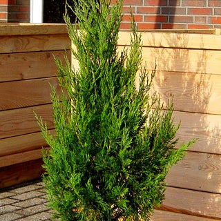 Zypressen-Wacholder 'Spartan' (Juniperus chin.)