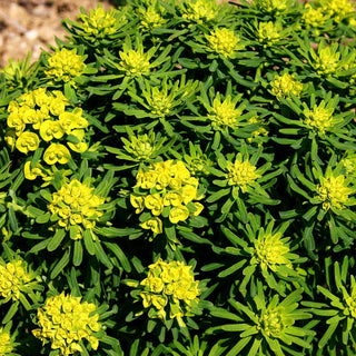 Zypressen-Wolfsmilch 'Tall Boy' (Euphorbia cyparissias)