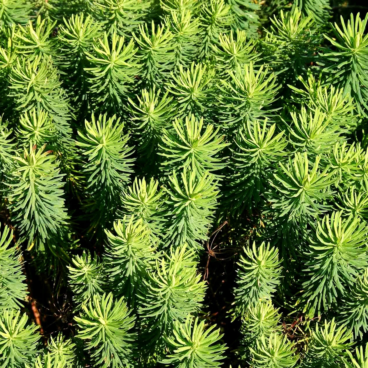 Zypressen-Wolfsmilch 'Tall Boy' (Euphorbia cyparissias)