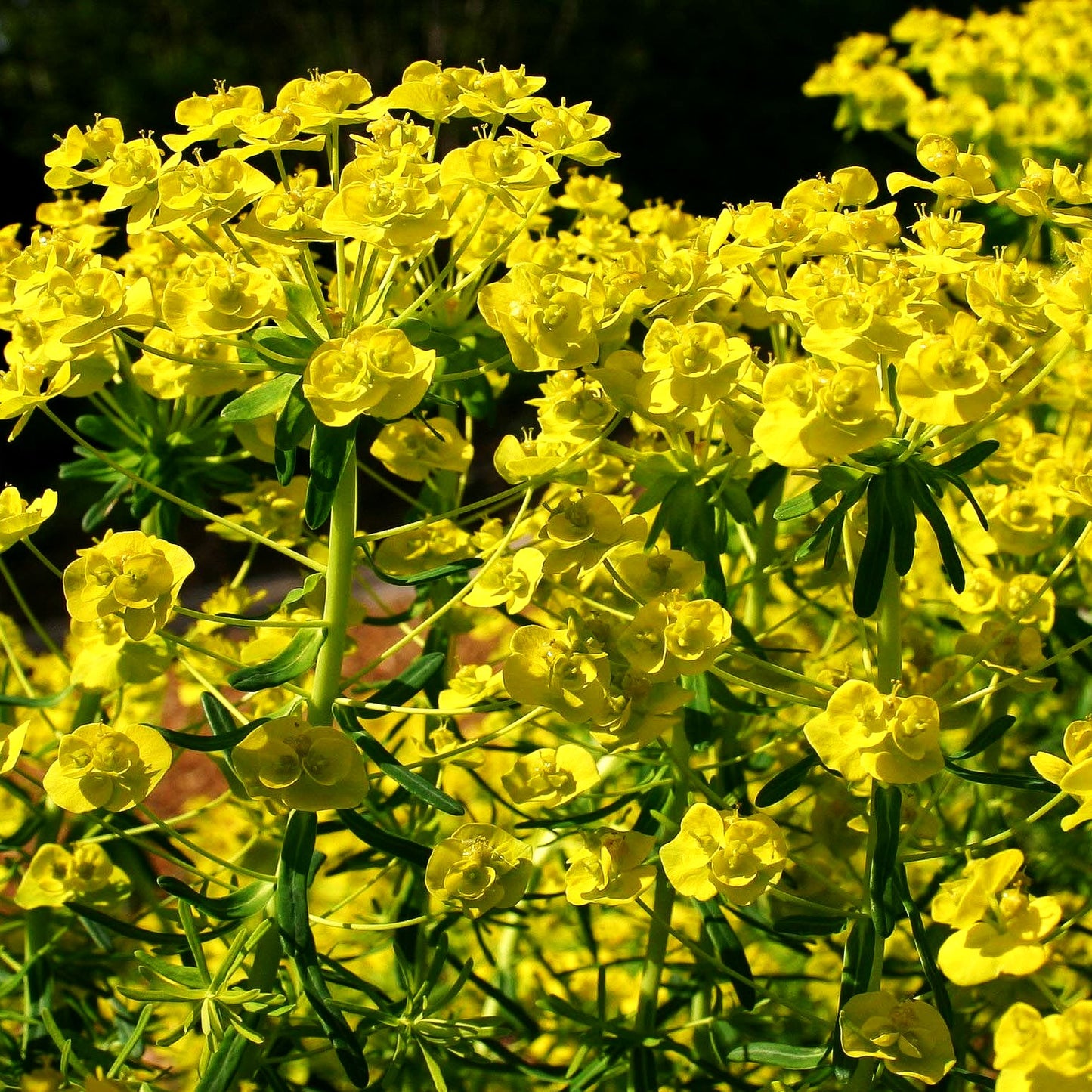 Zypressen-Wolfsmilch 'Tall Boy' (Euphorbia cyparissias)
